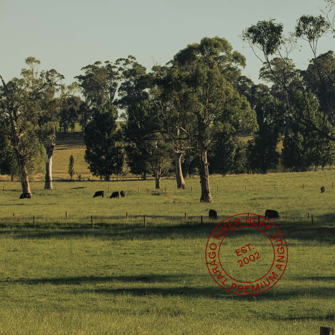 Angus cattle grazing on pasture at Tarago River Beef's West Gippsland farm with logo stamped over the image